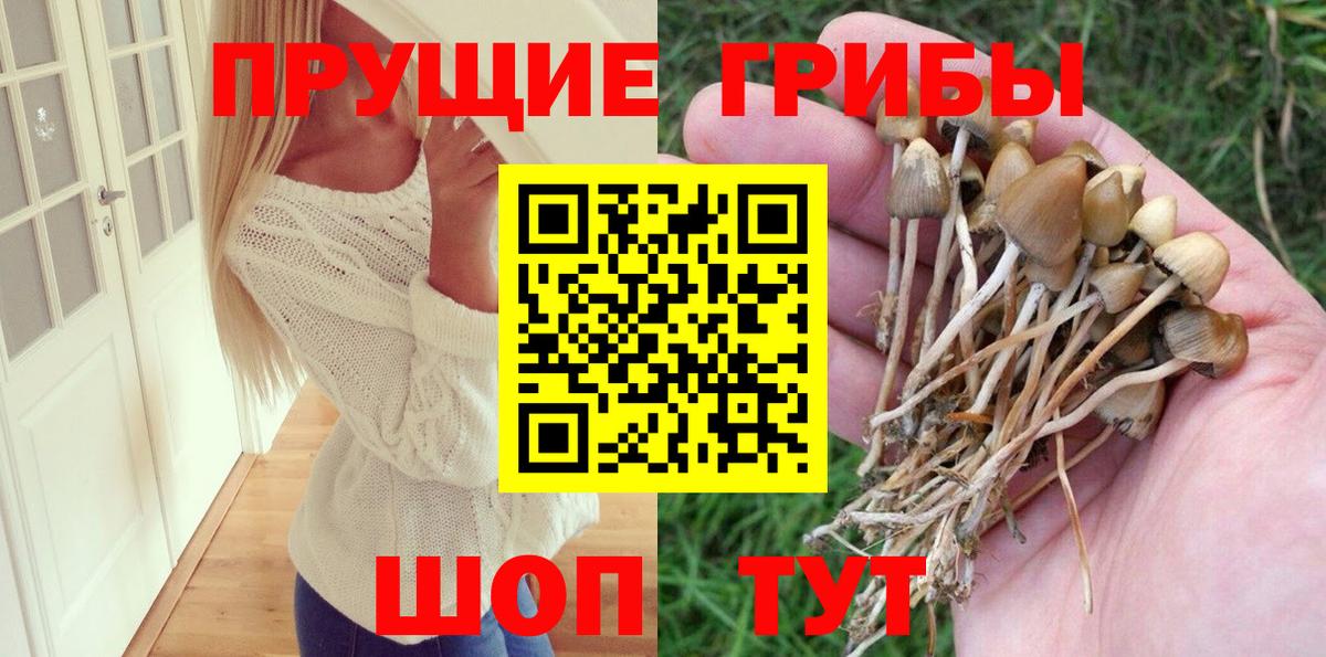 Галлюциногенные грибы Psilocybe Гай